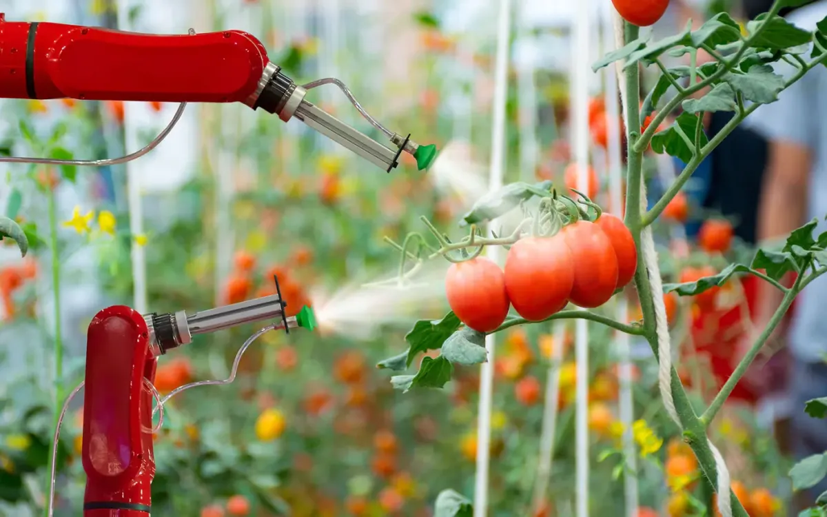 Bracci robotici che irrigano piante di pomodoro in una serra